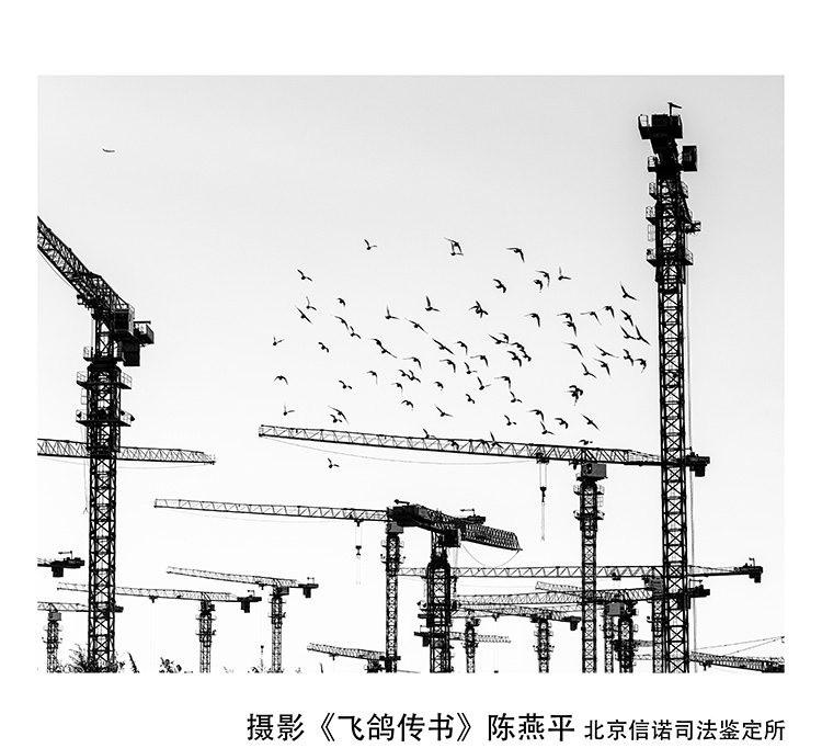 1676376034747648.jpg 摄影《飞鸽传书》陈燕平-北京信诺司法鉴定所.jpg
